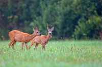 Roe Deer With Buck Deer In A Clearing
